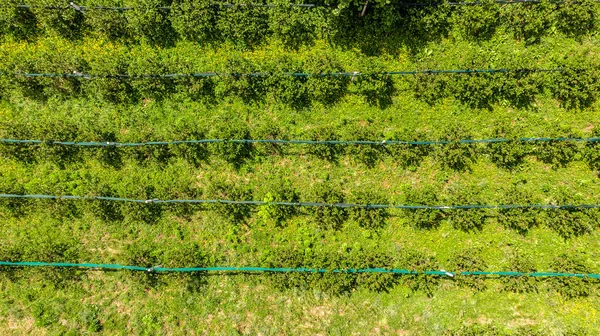 Droppe ner vy över bevattning szstem körs längs blueberrz gård. — Stockfoto