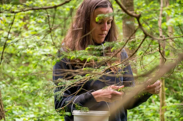 Vrouw die verse scheuten pijnboomspruiten verzamelt. — Stockfoto