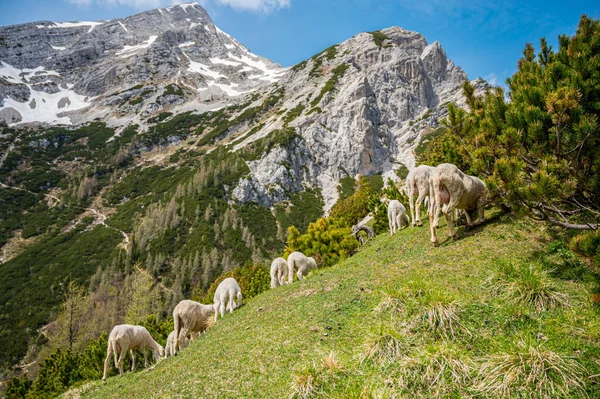 风景如画的山景，羊群成群地吃着青草. — 图库照片