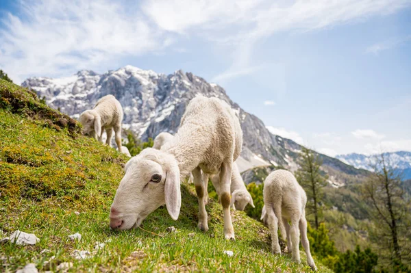 Flock of sheep grazing on alpine meadow surrounded with mountains. — Stock Photo, Image