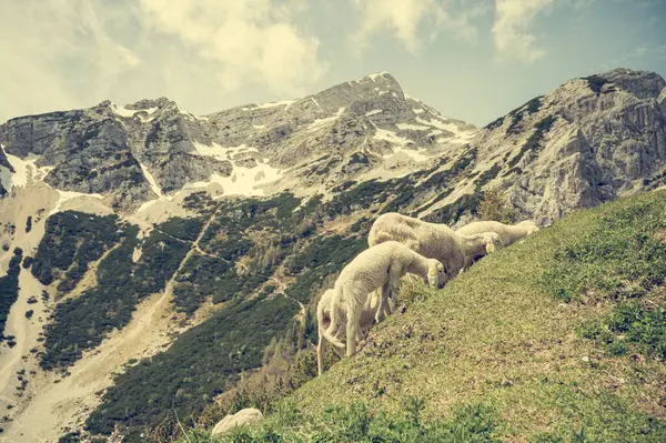 Rebaño de ovejas pastando en el prado alpino rodeado de montañas. — Foto de Stock