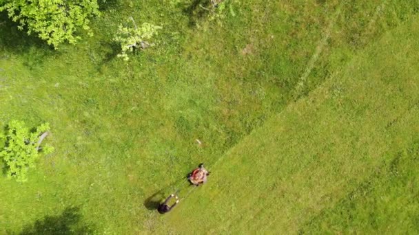 Drop down view of a female mowing lawn on sunny day. — Stock Video