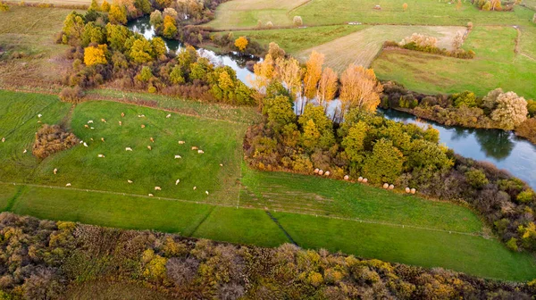 Vista aérea de vacas pastando en un pasto cerca del río. —  Fotos de Stock