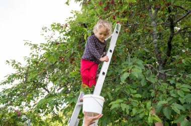 Güzel sarışın kız merdivenden kiraz ağacı topluyor..