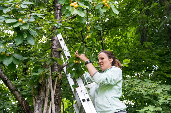 Vrouw plukt verse biologische kersen in haar tuin. — Stockfoto