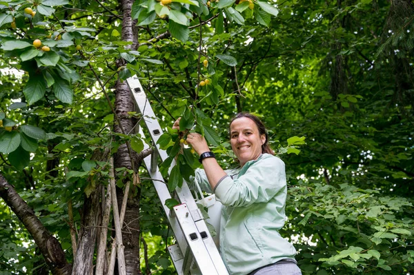 Vrouw plukt verse biologische kersen in haar tuin. — Stockfoto