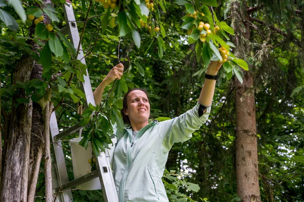 Vrouw plukt verse biologische kersen in haar tuin. — Stockfoto