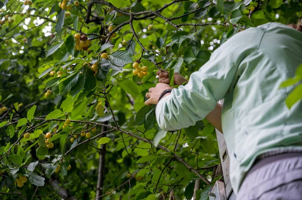 Vrouw plukt verse biologische kersen in haar tuin. — Stockfoto