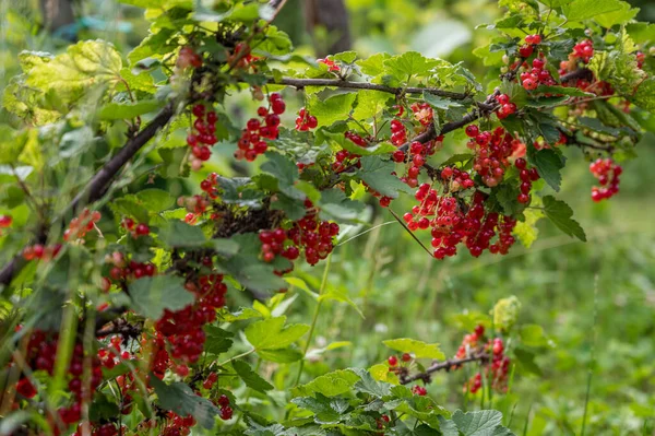 Arbusto de grosella roja orgánica fresca creciendo en el jardín. —  Fotos de Stock