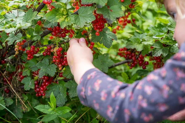 Carino ragazza bionda raccogliendo fresco organico redcurrent nel suo giardino. — Foto Stock