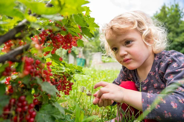 Carino ragazza bionda raccogliendo fresco organico redcurrent nel suo giardino. — Foto Stock