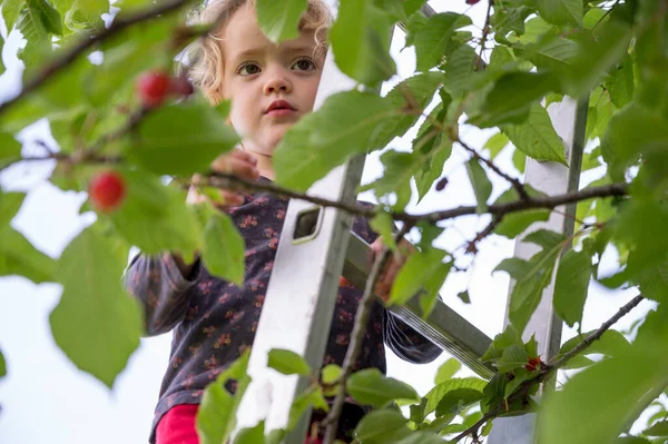 Linda chica rubia recogiendo un cerezo de una escalera. —  Fotos de Stock