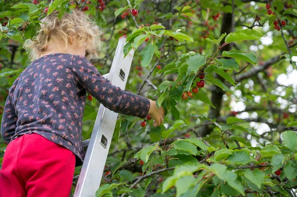 Linda chica rubia recogiendo un cerezo de una escalera. —  Fotos de Stock