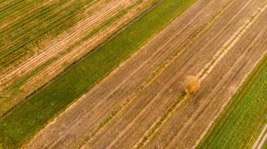 Yalnız ağaç gölgesiyle hasat sonrası tarla manzarasını indirin..