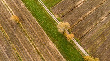 Yalnız ağaç gölgesiyle hasat sonrası tarla manzarasını indirin..