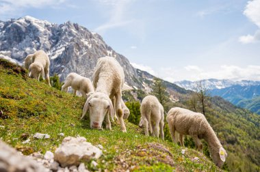 Dağlarla çevrili dağlık çayırlarda otlayan koyun sürüsü..