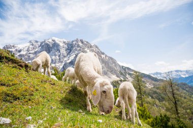 Dağlarla çevrili dağlık çayırlarda otlayan koyun sürüsü..
