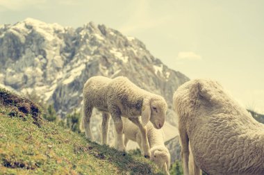 Dağlarla çevrili dağlık çayırlarda otlayan koyun sürüsü..