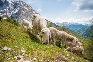 Dağlarla çevrili dağlık çayırlarda otlayan koyun sürüsü..