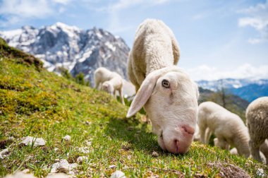 Dağlarla çevrili dağlık çayırlarda otlayan koyun sürüsü..