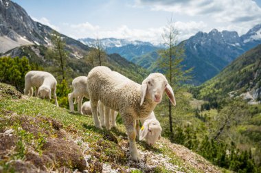 Dağlarla çevrili dağlık çayırlarda otlayan koyun sürüsü..