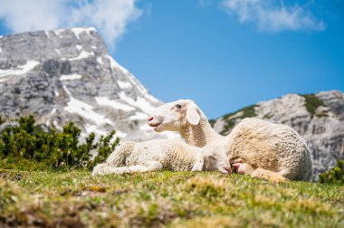 Annesi dağ çayırında dinlenirken tatlı kuzusu.