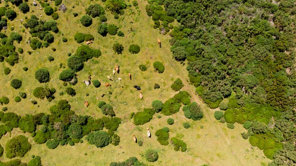 Vista descendente del ganado pastando en pastos. — Foto de Stock