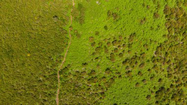 Eğreltiotu ormanlarında koşan yürüyüş patikalarının manzarasını düşür.