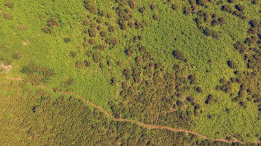Eğreltiotu ormanlarında koşan yürüyüş patikalarının manzarasını düşür.