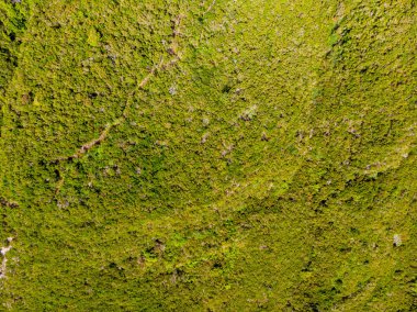Eğreltiotu ormanlarında koşan yürüyüş patikalarının manzarasını düşür.