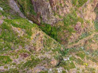 Sert volkanik çevrede yetişen ender bitki örtülerinin en üst görüntüsü.
