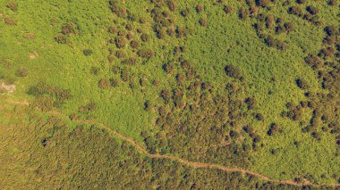 Eğreltiotu ormanlarında koşan yürüyüş patikalarının manzarasını düşür.