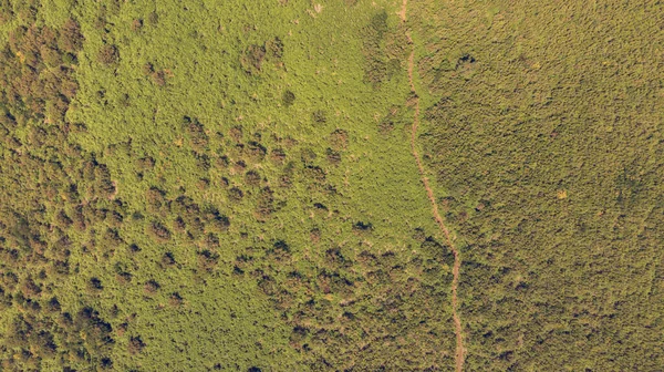 Opuść widok szlaku turystycznego biegnącego przez las paproci. — Zdjęcie stockowe