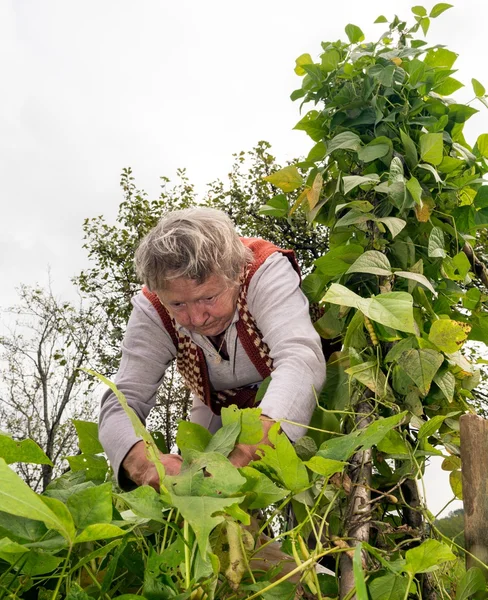 Giardinaggio donna anziana — Foto Stock