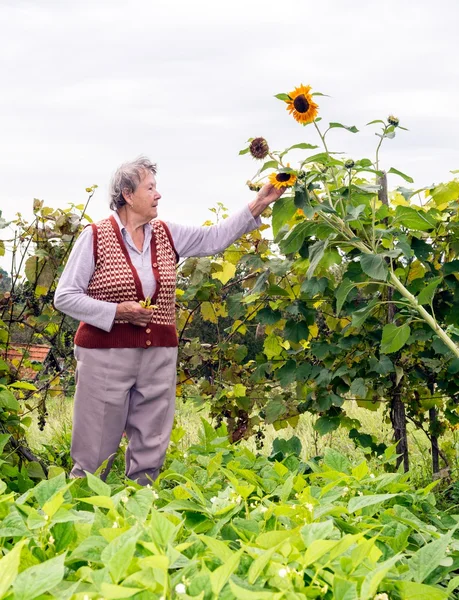 Donna anziana che tiene un girasole — Foto Stock