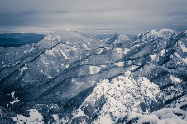 Paesaggio forestale in inverno — Foto Stock