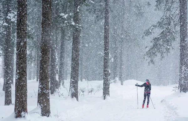 Cross country σκι μέσα από το δάσος. — Φωτογραφία Αρχείου