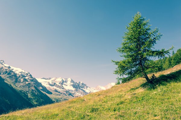 Одинокое дерево на горном лугу
.