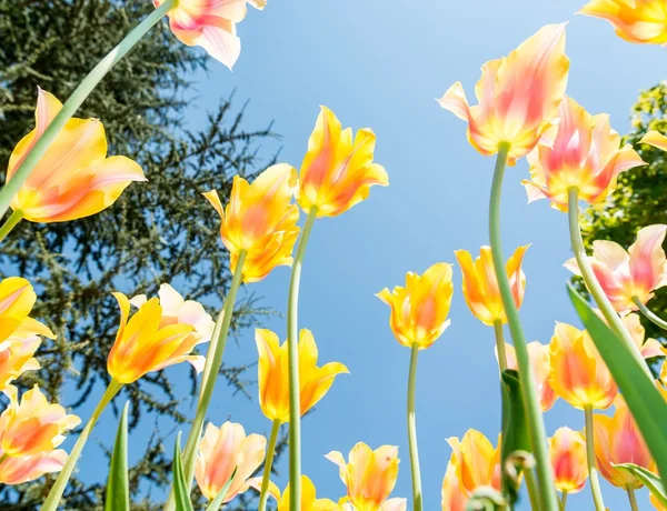 Žluté a oranžové tulipány. — Stock fotografie