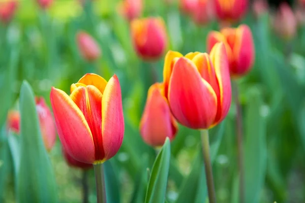 Lindas tulipas . — Fotografia de Stock