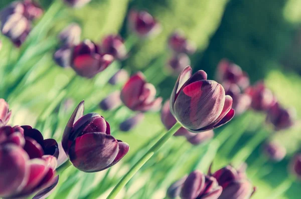 Tulipanes negros . —  Fotos de Stock