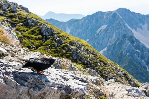 Alpina alpkråkan. — Stockfoto