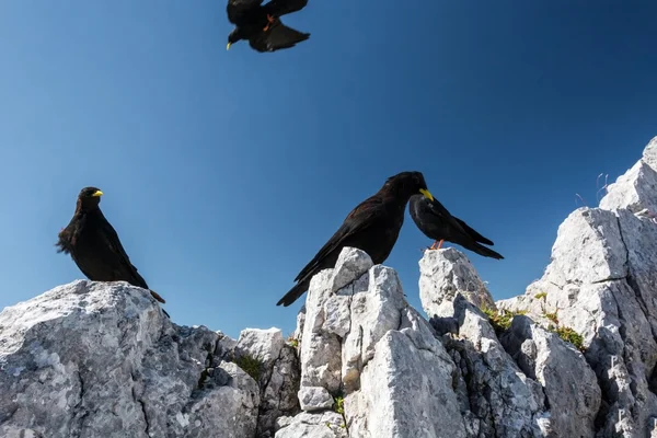 Alpine chough. — Stock Photo, Image