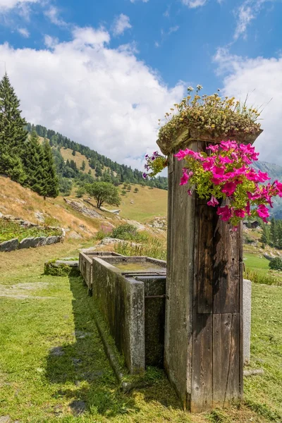 Alpine voorjaar. — Stockfoto