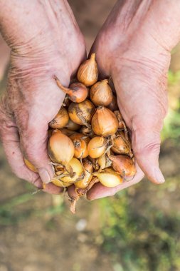 Kıdemli holding soğan eller.