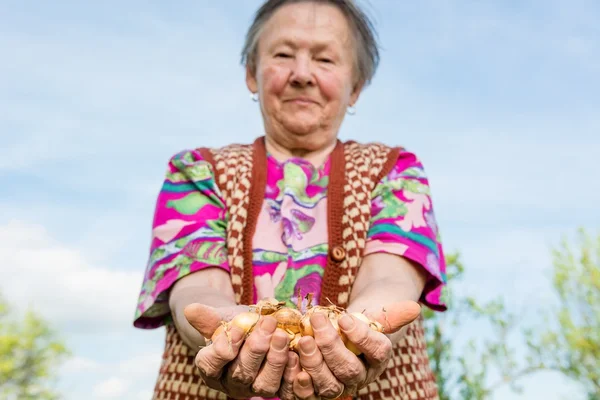 Feliz mujer mayor orgullosamente sosteniendo cebollas bebé . —  Fotos de Stock