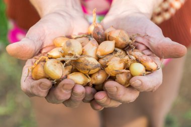 Kıdemli holding soğan eller.