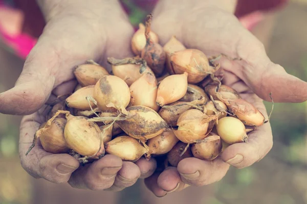 Senior hands holding onions. — Stock Photo, Image