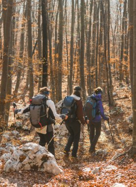 Genç kadın bir ormanda yürüyüş.