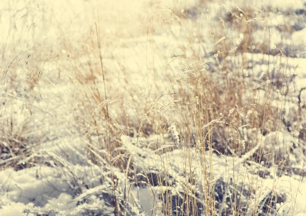 Gräs täckt med snö. — Stockfoto